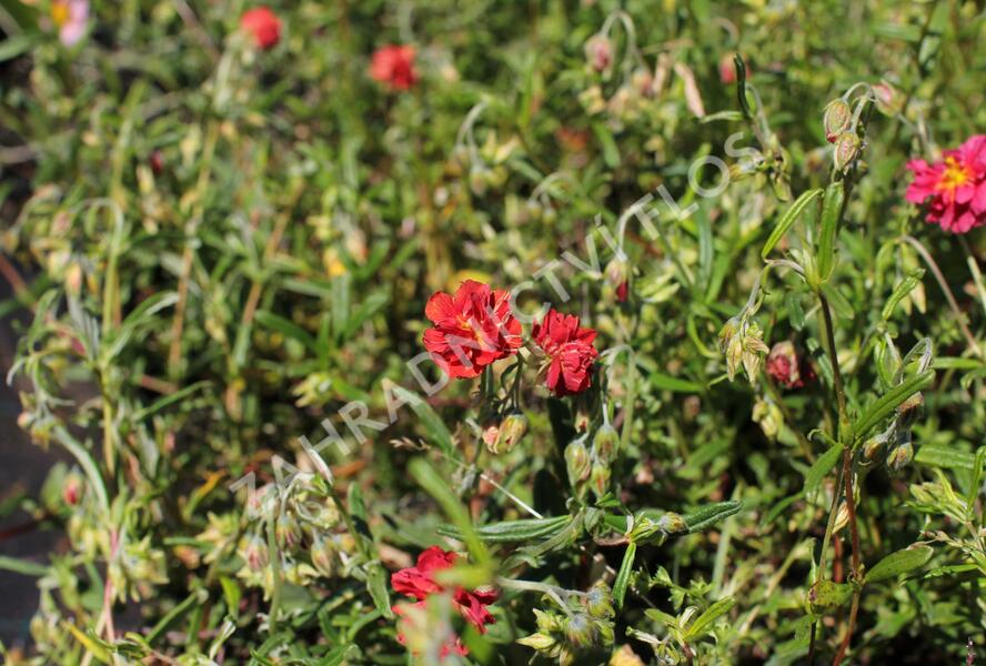 Devaterník 'Rubin' - Helianthemum 'Rubin'