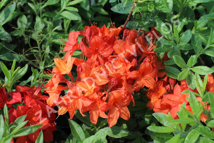 Azalka 'Parkfeuer' - Azalea (KH) 'Parkfeuer'