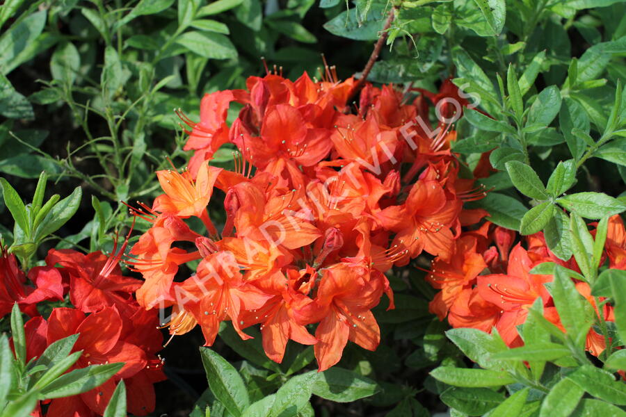 Azalka 'Parkfeuer' - Azalea (KH) 'Parkfeuer'