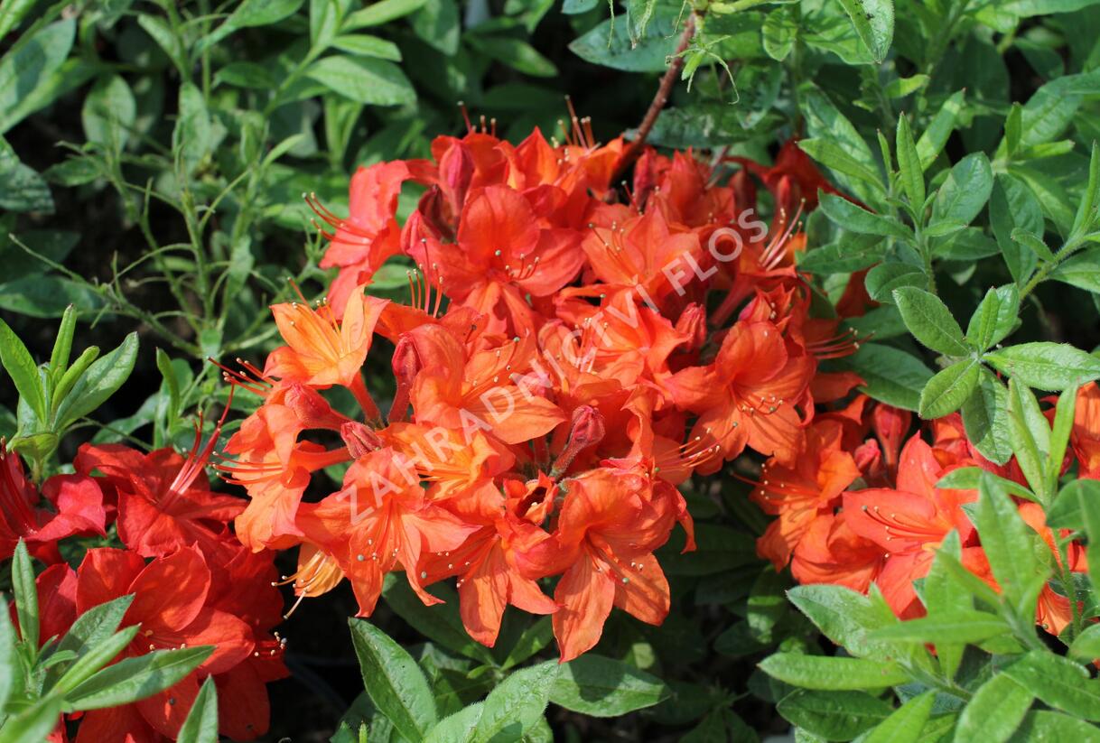 Azalka 'Parkfeuer' - Azalea (KH) 'Parkfeuer'