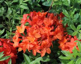 Azalka 'Parkfeuer'