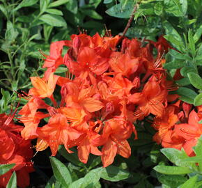 Azalka 'Parkfeuer' - Azalea (KH) 'Parkfeuer'