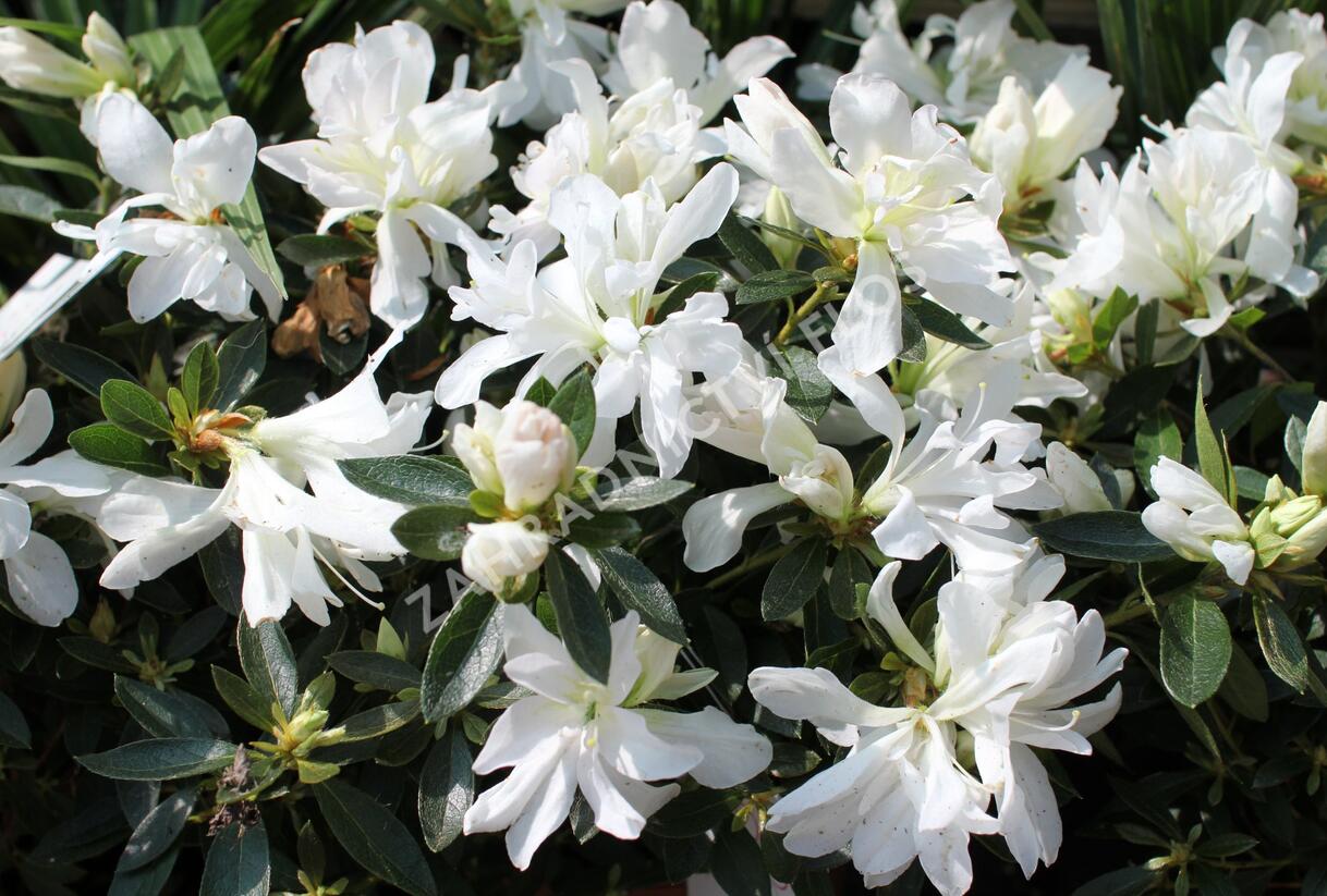 Azalka japonská 'Mémé' - Azalea japonica 'Mémé'