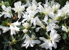 Azalka japonská 'Mémé' - Azalea japonica 'Mémé'