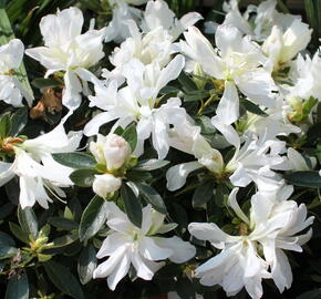 Azalka japonská 'Mémé' - Azalea japonica 'Mémé'