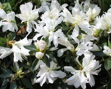 Azalka japonská 'Mémé'