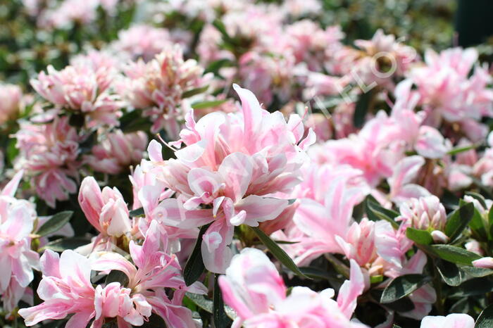 Azalka japonská 'Melle' - Azalea japonica 'Melle'