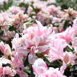 Azalka japonská 'Melle' - Azalea japonica 'Melle'