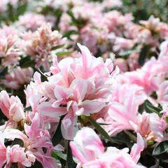 Azalka japonská 'Melle' - Azalea japonica 'Melle'