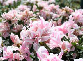 Azalka japonská 'Melle' - Azalea japonica 'Melle'
