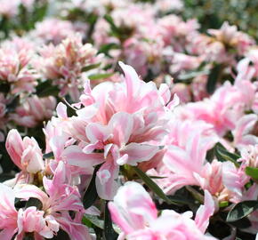 Azalka japonská 'Melle' - Azalea japonica 'Melle'