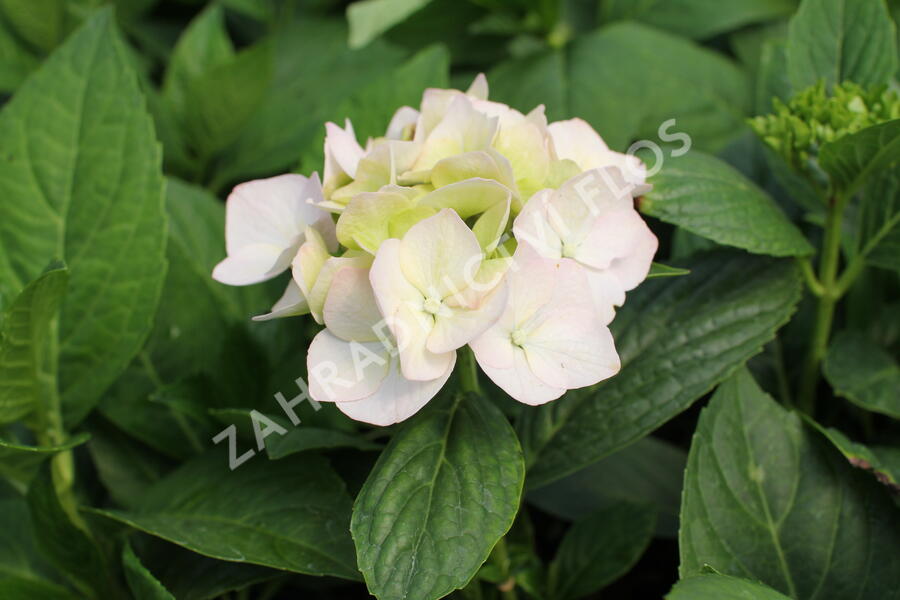Hortenzie velkolistá 'Light Pink Power'® - Hydrangea macrophylla 'Light Pink Power'®