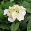 Hortenzie velkolistá 'Light Pink Power'® - Hydrangea macrophylla 'Light Pink Power'®