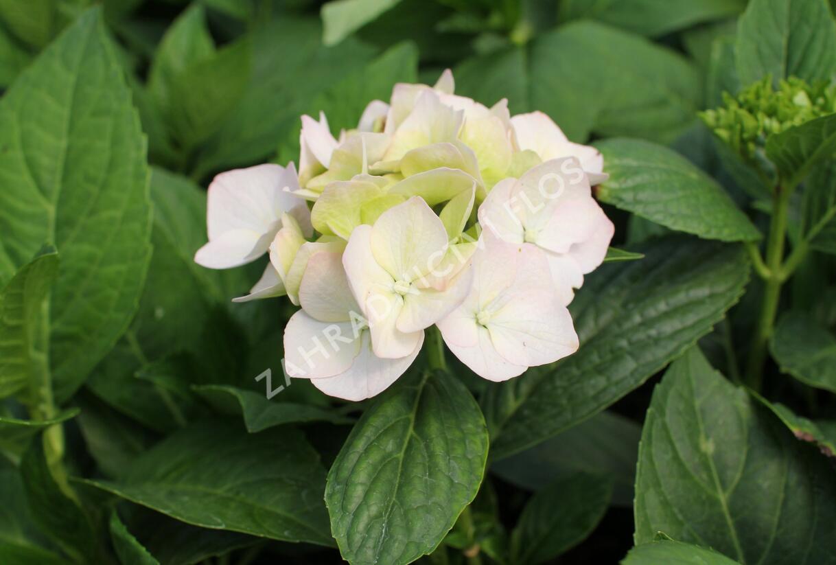Hortenzie velkolistá 'Light Pink Power'® - Hydrangea macrophylla 'Light Pink Power'®