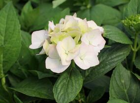 Hortenzie velkolistá 'Light Pink Power'® - Hydrangea macrophylla 'Light Pink Power'®