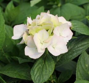 Hortenzie velkolistá 'Light Pink Power'® - Hydrangea macrophylla 'Light Pink Power'®