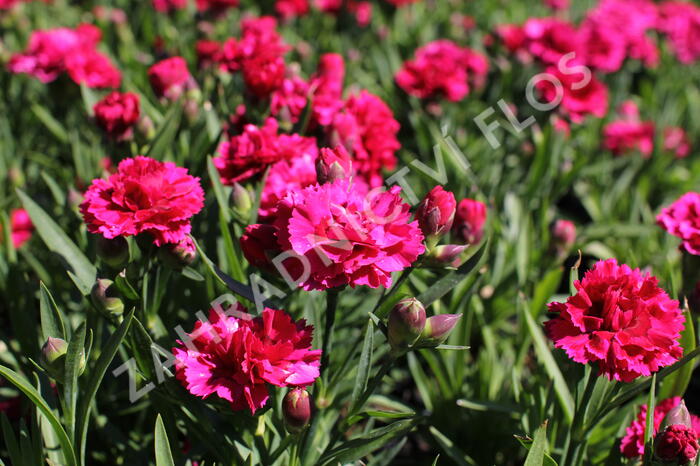 Hvozdík karafiát 'DiaDeur® Mathilde' - Dianthus caryophyllus 'DiaDeur® Mathilde'
