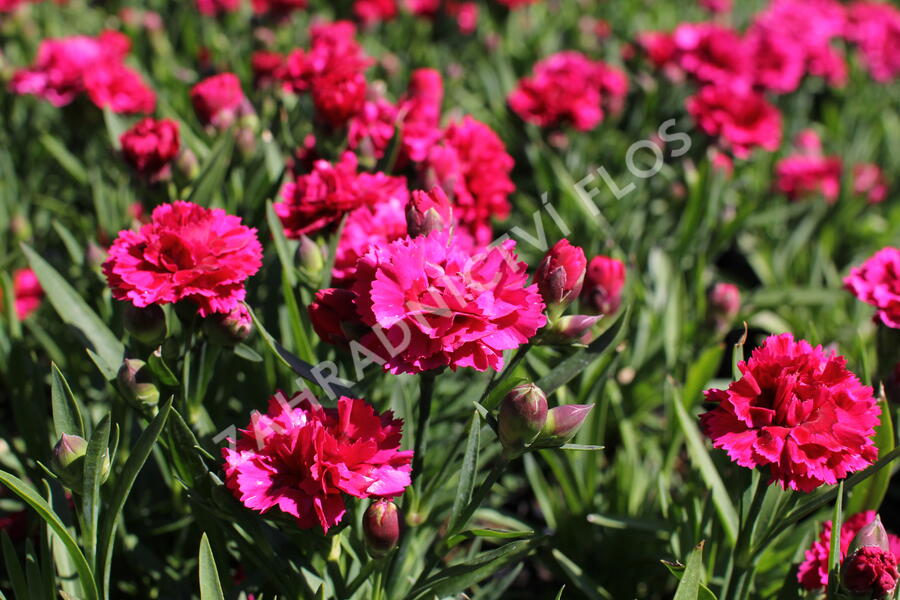 Hvozdík karafiát 'DiaDeur® Mathilde' - Dianthus caryophyllus 'DiaDeur® Mathilde'
