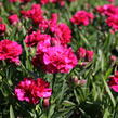 Hvozdík karafiát 'DiaDeur® Mathilde' - Dianthus caryophyllus 'DiaDeur® Mathilde'