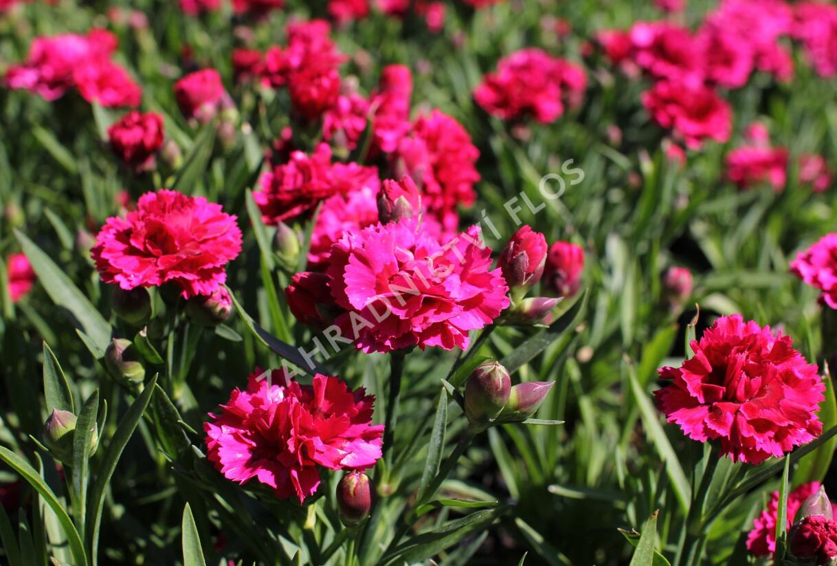 Hvozdík karafiát 'DiaDeur® Mathilde' - Dianthus caryophyllus 'DiaDeur® Mathilde'