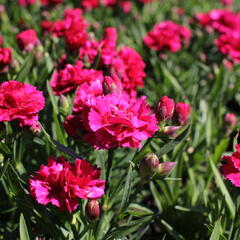 Hvozdík karafiát 'DiaDeur® Mathilde' - Dianthus caryophyllus 'DiaDeur® Mathilde'