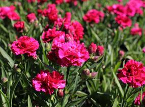 Hvozdík karafiát 'DiaDeur® Mathilde' - Dianthus caryophyllus 'DiaDeur® Mathilde'