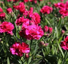 Hvozdík karafiát 'DiaDeur® Mathilde' - Dianthus caryophyllus 'DiaDeur® Mathilde'