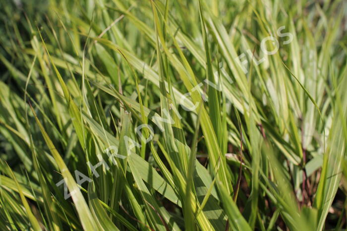 Rákosník 'Sunny Delight' - Hakonechloa macra 'Sunny Delight'