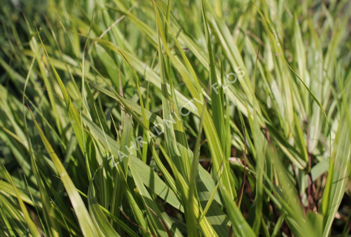 Rákosník japonský 'Sunny Delight' - Hakonechloa macra 'Sunny Delight'