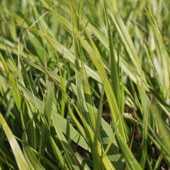 Rákosník 'Sunny Delight' - Hakonechloa macra 'Sunny Delight'