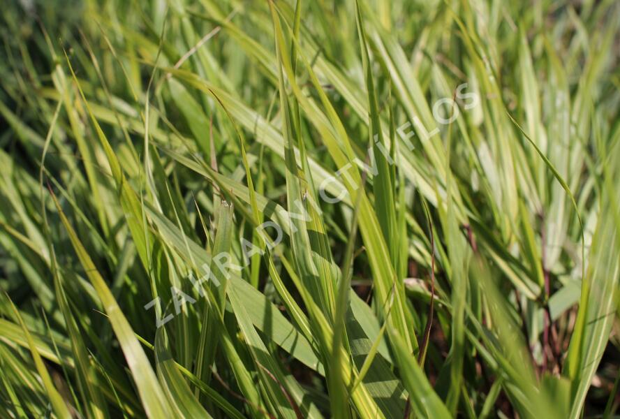 Rákosník japonský 'Sunny Delight' - Hakonechloa macra 'Sunny Delight'