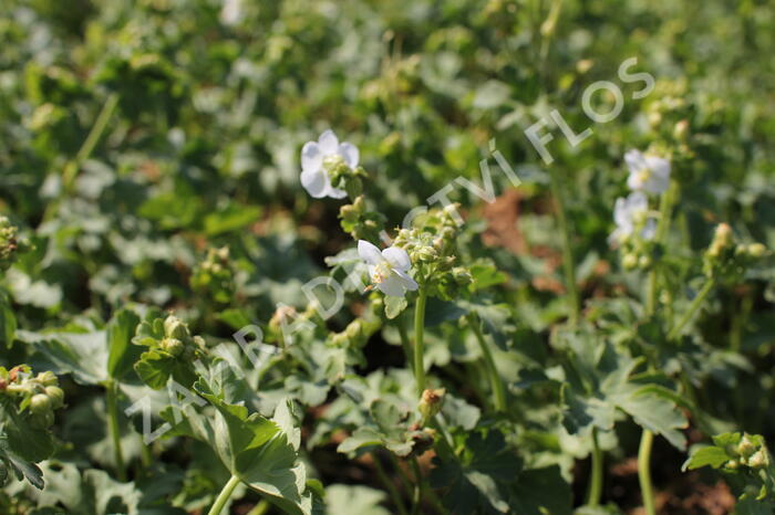 Kakost oddenkatý 'White Ness' - Geranium macrorrhizum 'White Ness'