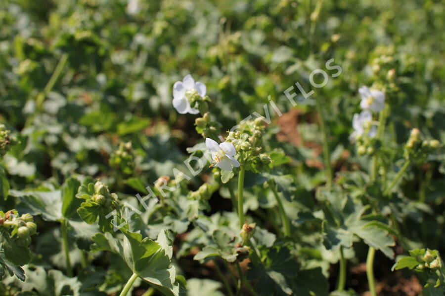 Kakost oddenkatý 'White Ness' - Geranium macrorrhizum 'White Ness'