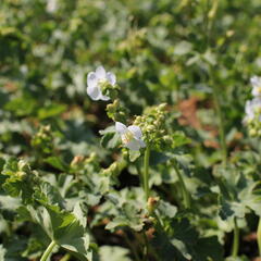 Kakost oddenkatý 'White Ness' - Geranium macrorrhizum 'White Ness'