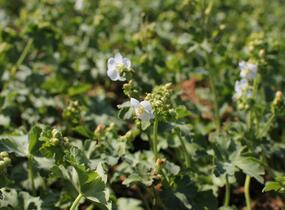 Kakost oddenkatý 'White Ness' - Geranium macrorrhizum 'White Ness'