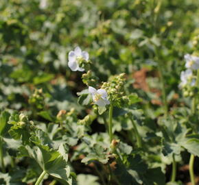 Kakost oddenkatý 'White Ness' - Geranium macrorrhizum 'White Ness'