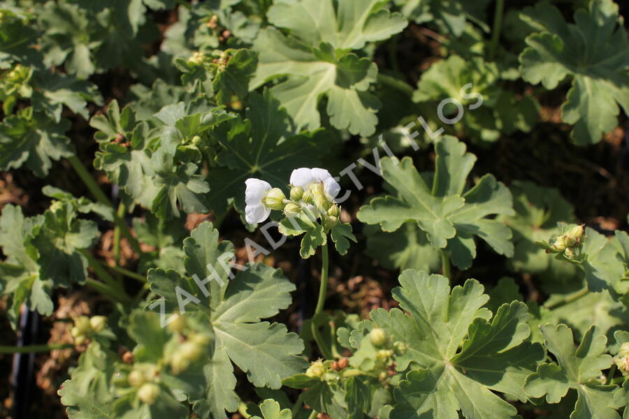Kakost oddenkatý 'White Ness' - Geranium macrorrhizum 'White Ness'