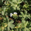 Kakost oddenkatý 'White Ness' - Geranium macrorrhizum 'White Ness'