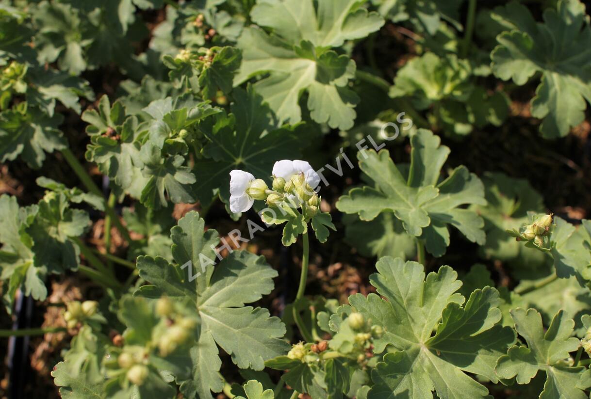 Kakost oddenkatý 'White Ness' - Geranium macrorrhizum 'White Ness'