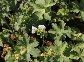 Kakost oddenkatý 'White Ness' - Geranium macrorrhizum 'White Ness'