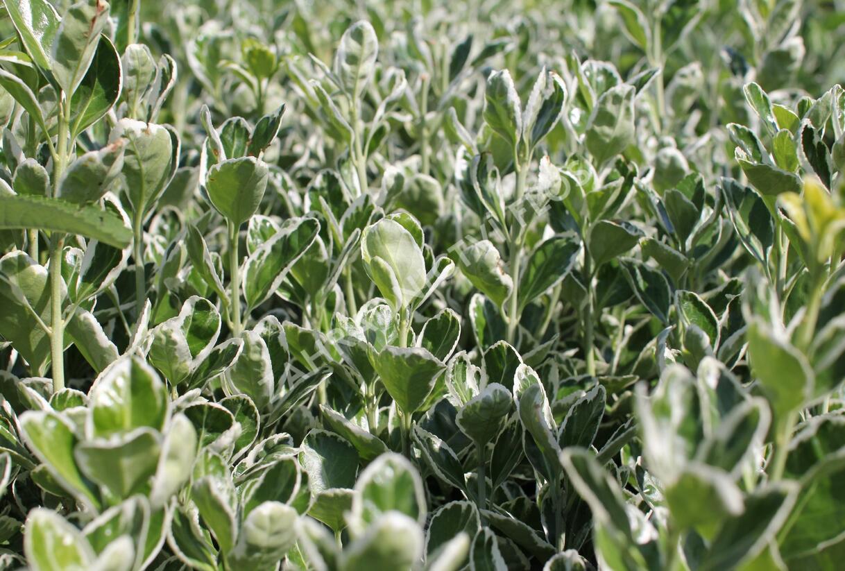 Brslen Fortuneův 'Grey Beauty' - Euonymus japonicus 'Grey Beauty'