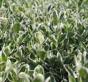 Brslen Fortuneův 'Grey Beauty' - Euonymus japonicus 'Grey Beauty'