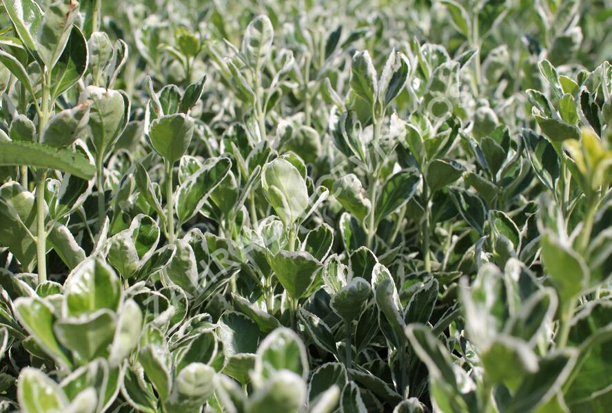 Brslen Fortuneův 'Grey Beauty' - Euonymus japonicus 'Grey Beauty'