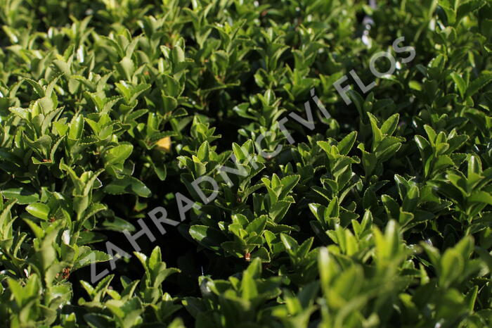Brslen japonský 'Green Spire' - Euonymus japonicus 'Green Spire'