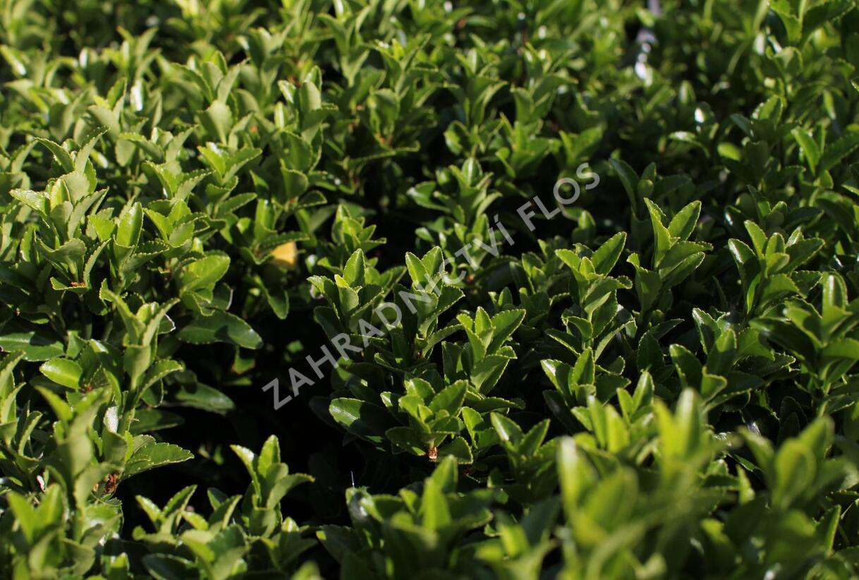 Brslen japonský 'Green Spire' - Euonymus japonicus 'Green Spire'