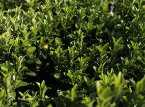 Brslen japonský 'Green Spire' - Euonymus japonicus 'Green Spire'
