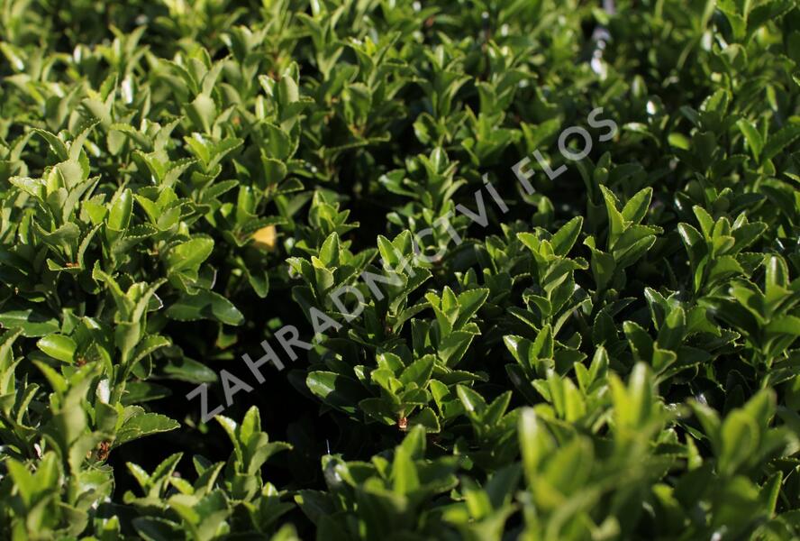 Brslen japonský 'Green Spire' - Euonymus japonicus 'Green Spire'