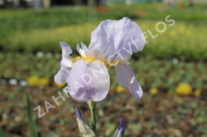 Kosatec německý 'Blue Rhytm' - Iris barbata-elatior 'Blue Rhytm'