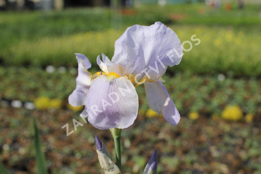 Kosatec německý 'Blue Rhytm' - Iris barbata-elatior 'Blue Rhytm'