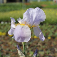 Kosatec německý 'Blue Rhytm' - Iris barbata-elatior 'Blue Rhytm'